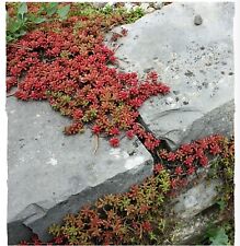 10x sedum album for sale  BISHOP'S STORTFORD