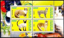 Gatti animali scozzese usato  Italia
