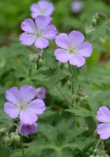 geraniums 2 gallon sizes for sale  Mcminnville