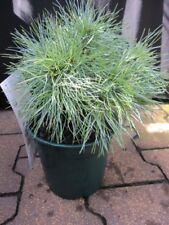 Pinus strobus sea gebraucht kaufen  Zetel