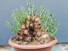 Bonsai olivastro 33x30cm usato  Pagani