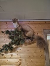 Steinmarder tierpräparat gebraucht kaufen  Frankenau