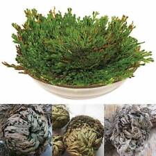 Resurrection Rose Of Jericho Live Magic Plant Dinossauro Air Fern Spikes Musgo Reino Unido. comprar usado  Enviando para Brazil