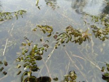 Ltr wasserpest algenvernichter gebraucht kaufen  Lauenförde