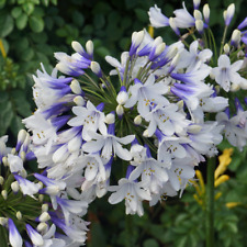 Agapanthus twister african for sale  UK