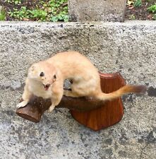 Vintage taxidermy young for sale  ENNISKILLEN