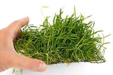 Lilaeopsis brasiliensis pad for sale  MARKET RASEN
