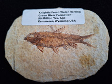 Knightia fossilized fish for sale  Summit Hill
