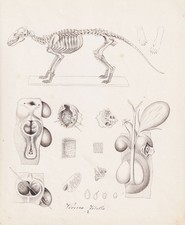 Zibet Catto Indiano Grande Scheletro Disegno 1840 comprar usado  Enviando para Brazil