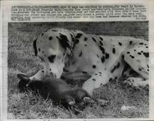 1967 press photo for sale  Memphis