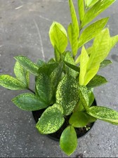 Hot hot chameleon for sale  Los Angeles