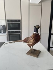 Taxidermy pheasant stand for sale  MELKSHAM
