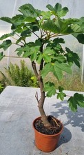 Bonsai bergahorn acer gebraucht kaufen  Solingen