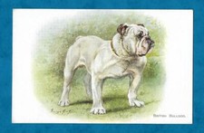 C1930s british bulldog for sale  KING'S LYNN