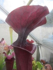 Sarracenia flava goldie for sale  GRAVESEND