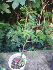 Bursera densiaculeata well for sale  Shipping to United Kingdom
