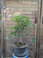 Bonsai acero tridente usato  Roma