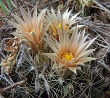 Escobaria missouriensis medium for sale  North Las Vegas