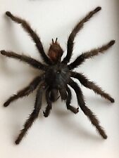 Araignée mygale brésil. d'occasion  Paris I