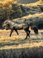 breyer arabian for sale breyer arabian for sale Natick