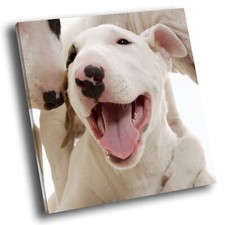 Square animal photo for sale  STRABANE