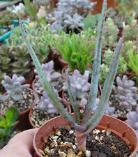 Aloe capitata angavoana d'occasion  Servian