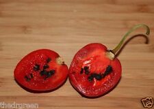 Seeds red manzano for sale  Thermal