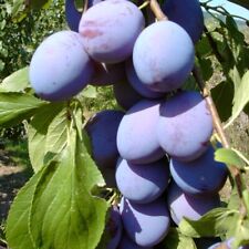 Hanita zwetsche aromatisch gebraucht kaufen Hanita zwetsche aromatisch gebraucht kaufen  Detmold