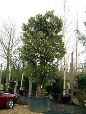 strawberry tree for sale  NEWRY