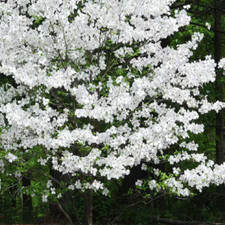 Gal. white dogwood for sale  Denver