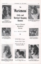 Collie shetland sheepdogs for sale  COLEFORD