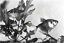 Rppc photo poisson d'occasion  Amboise
