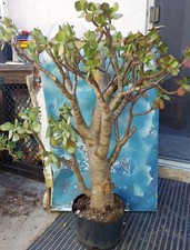 Huge jade bonsai for sale  San Marcos
