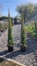 Cupressus sempervirens totem for sale  WELSHPOOL