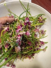 Egyptian walking onions for sale  West Plains