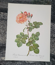 Rosa damascena aurora for sale  Erie