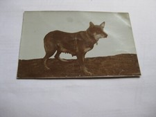 Flensburg schäferhund zwinger gebraucht kaufen  Schüttorf