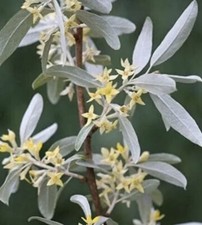 50x white willow for sale  MAGHERA