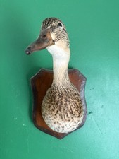 Taxidermy for sale  NEW ROMNEY