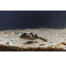fahaka puffer fish for sale fahaka puffer fish for sale Discovery Bay