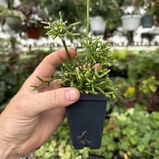 Rhipsalis cereuscula nice for sale  Spartansburg