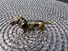 Wiener bronze dackel gebraucht kaufen  Neuruppin-Umland