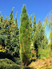 Pinus nigra green for sale  Silverton