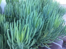 Senecio vitalis blue for sale  Tracy