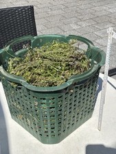 Mind 5kg thymian gebraucht kaufen  Dingelstädt