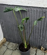 Kräftige alocasia teletubbies gebraucht kaufen  Obertshausen