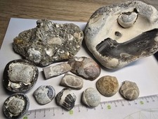Fossilien sammlung geschiebe gebraucht kaufen  Elmenhorst