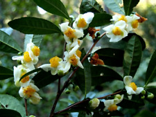 Semi camellia sinensis usato  Trappeto