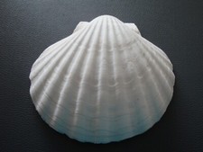 jakobsmuscheln gebraucht kaufen jakobsmuscheln gebraucht kaufen Idstein