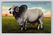 Brahman bull florida for sale  USA